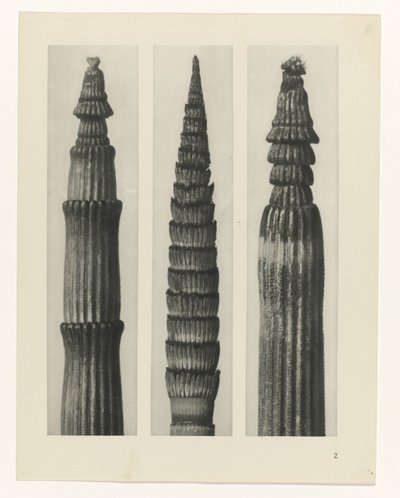 研究を計画する Archetypes of Art (シリーズタイトル) 作： Karl Blossfeldt
