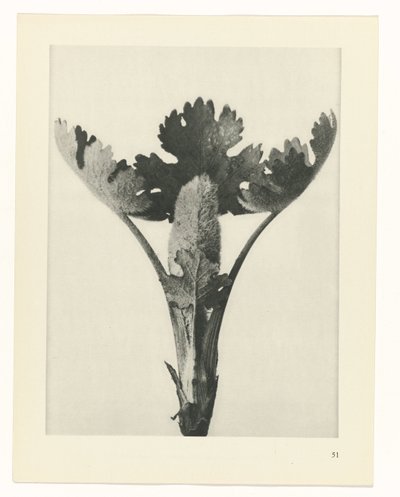 研究を計画する Archetypes of Art (シリーズタイトル) 作： Karl Blossfeldt