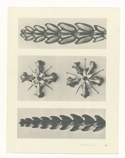 研究を計画する Archetypes of Art (シリーズタイトル) 作： Karl Blossfeldt