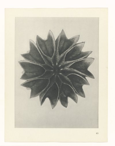 研究を計画する Archetypes of Art (シリーズタイトル) 作： Karl Blossfeldt