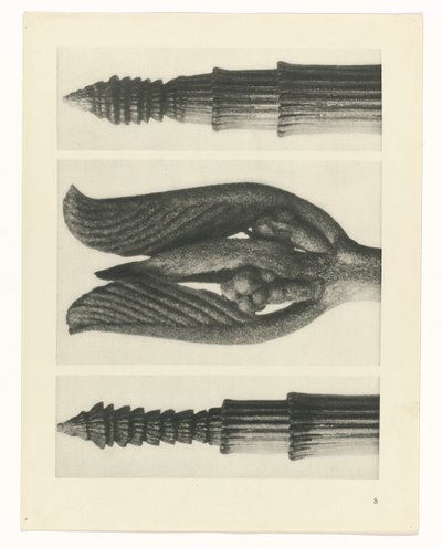 研究を計画する Archetypes of Art (シリーズタイトル) 作： Karl Blossfeldt