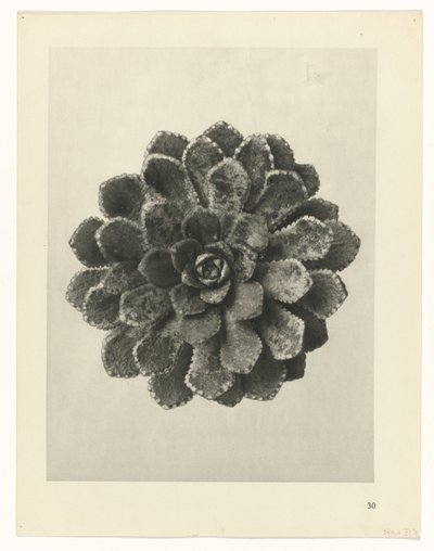 研究を計画する Archetypes of Art (シリーズタイトル) 作： Karl Blossfeldt