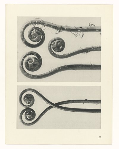 研究を計画する Archetypes of Art (シリーズタイトル) 作： Karl Blossfeldt