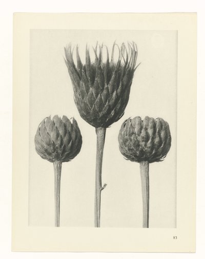 研究を計画する Archetypes of Art (シリーズタイトル) 作： Karl Blossfeldt