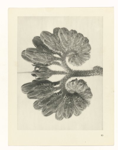 研究を計画する Archetypes of Art (シリーズタイトル) 作： Karl Blossfeldt