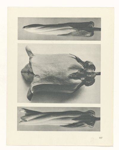 研究を計画する Archetypes of Art (シリーズタイトル) 作： Karl Blossfeldt