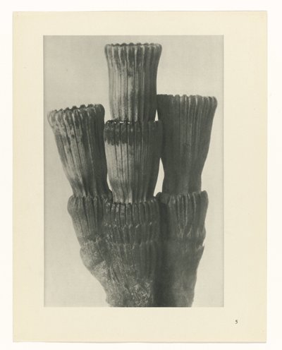 研究を計画する Archetypes of Art (シリーズタイトル) 作： Karl Blossfeldt