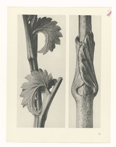 研究を計画する Archetypes of Art (シリーズタイトル) 作： Karl Blossfeldt