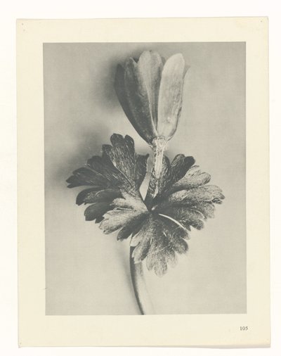 研究を計画する Archetypes of Art (シリーズタイトル) 作： Karl Blossfeldt