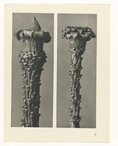 研究を計画する Archetypes of Art (シリーズタイトル) 作： Karl Blossfeldt