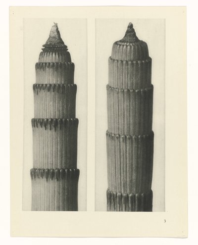 研究を計画する Archetypes of Art (シリーズタイトル) 作： Karl Blossfeldt