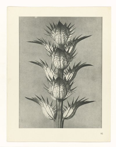 研究を計画する Archetypes of Art (シリーズタイトル) 作： Karl Blossfeldt
