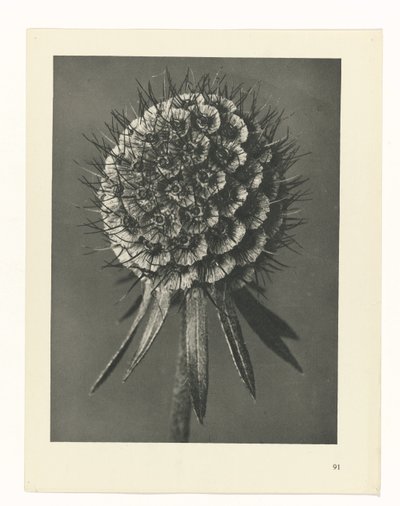 研究を計画する Archetypes of Art (シリーズタイトル) 作： Karl Blossfeldt
