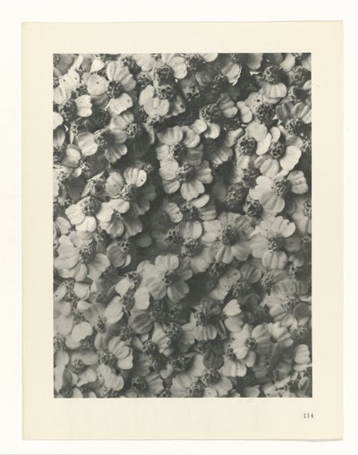 研究を計画する Archetypes of Art (シリーズタイトル) 作： Karl Blossfeldt