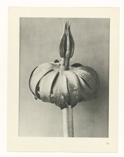 研究を計画する Archetypes of Art (シリーズタイトル) 作： Karl Blossfeldt