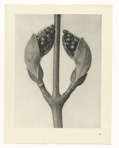 研究を計画する Archetypes of Art (シリーズタイトル) 作： Karl Blossfeldt