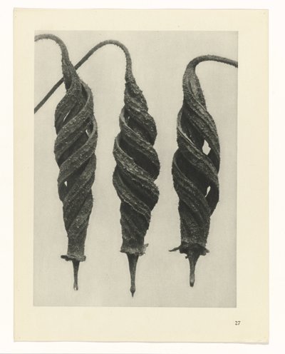 研究を計画する Archetypes of Art (シリーズタイトル) 作： Karl Blossfeldt