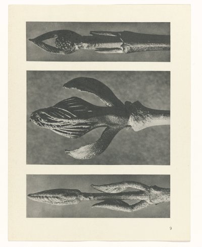 研究を計画する Archetypes of Art (シリーズタイトル) 作： Karl Blossfeldt