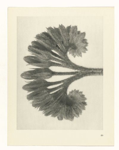 研究を計画する Archetypes of Art (シリーズタイトル) 作： Karl Blossfeldt