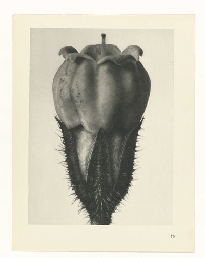 研究を計画する Archetypes of Art (シリーズタイトル) 作： Karl Blossfeldt
