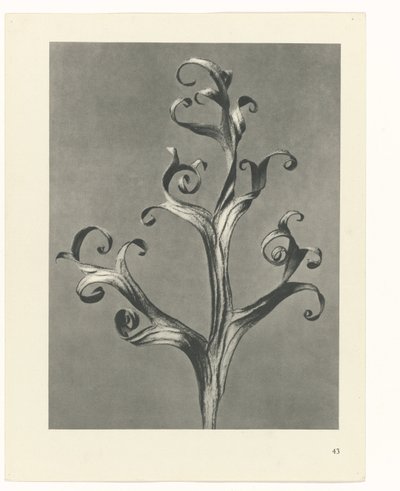 研究を計画する Archetypes of Art (シリーズタイトル) 作： Karl Blossfeldt