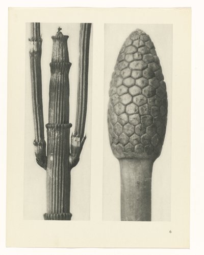 研究を計画する Archetypes of Art (シリーズタイトル) 作： Karl Blossfeldt