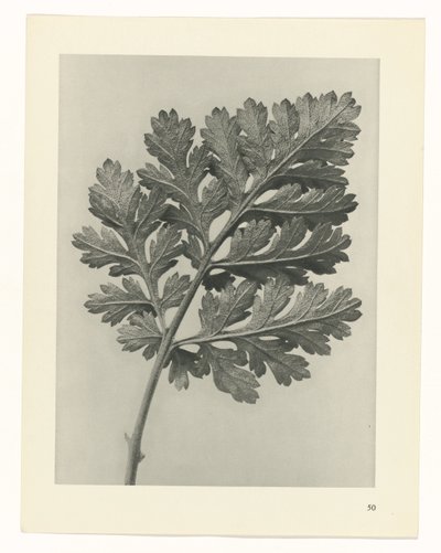 研究を計画する Archetypes of Art (シリーズタイトル) 作： Karl Blossfeldt