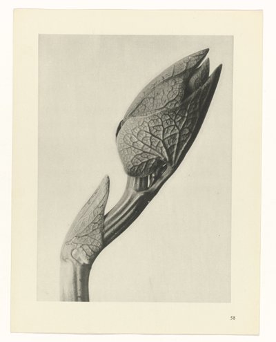 研究を計画する Archetypes of Art (シリーズタイトル) 作： Karl Blossfeldt