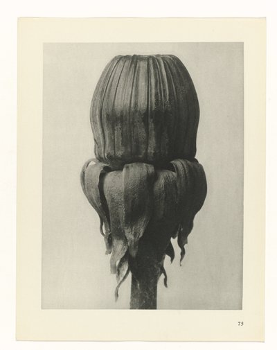 研究を計画する Archetypes of Art (シリーズタイトル) 作： Karl Blossfeldt