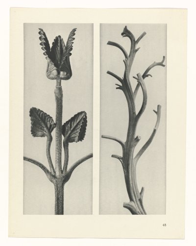研究を計画する Archetypes of Art (シリーズタイトル) 作： Karl Blossfeldt