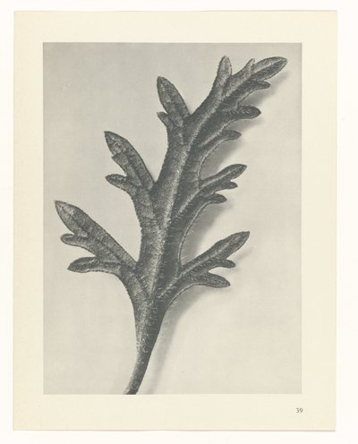 研究を計画する Archetypes of Art (シリーズタイトル) 作： Karl Blossfeldt