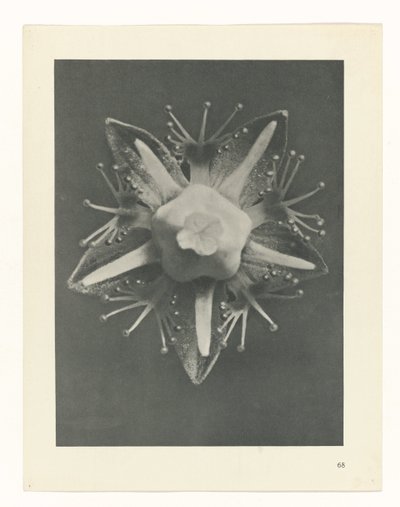 研究を計画する Archetypes of Art (シリーズタイトル) 作： Karl Blossfeldt