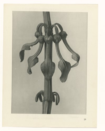 研究を計画する Archetypes of Art (シリーズタイトル) 作： Karl Blossfeldt