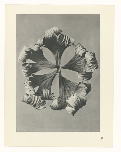 研究を計画する Archetypes of Art (シリーズタイトル) 作： Karl Blossfeldt