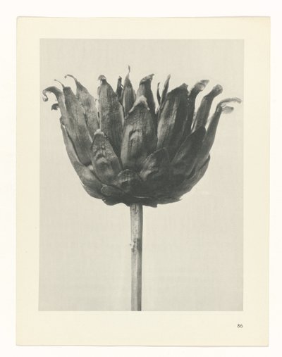 研究を計画する Archetypes of Art (シリーズタイトル) 作： Karl Blossfeldt
