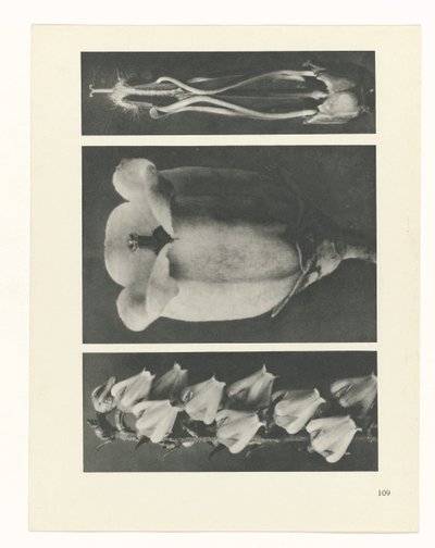 研究を計画する Archetypes of Art (シリーズタイトル) 作： Karl Blossfeldt