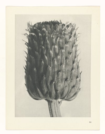 研究を計画する Archetypes of Art (シリーズタイトル) 作： Karl Blossfeldt