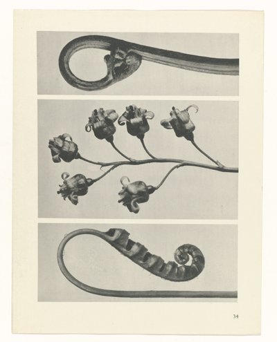 研究を計画する Archetypes of Art (シリーズタイトル) 作： Karl Blossfeldt