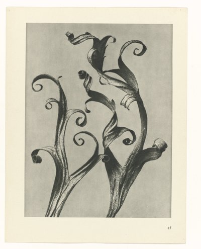 研究を計画する Archetypes of Art (シリーズタイトル) 作： Karl Blossfeldt