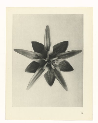 研究を計画する Archetypes of Art (シリーズタイトル) 作： Karl Blossfeldt
