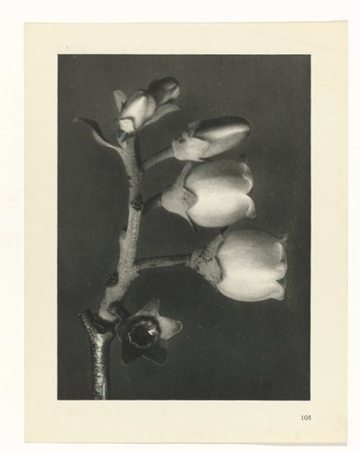 研究を計画する Archetypes of Art (シリーズタイトル) 作： Karl Blossfeldt