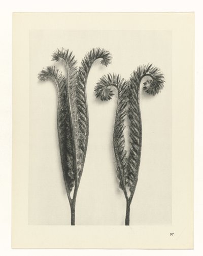 研究を計画する Archetypes of Art (シリーズタイトル) 作： Karl Blossfeldt