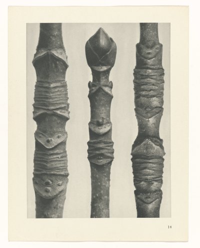 研究を計画する Archetypes of Art (シリーズタイトル) 作： Karl Blossfeldt