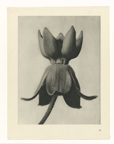 研究を計画する Archetypes of Art (シリーズタイトル) 作： Karl Blossfeldt