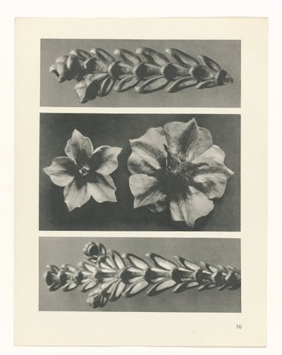 研究を計画する Archetypes of Art (シリーズタイトル) 作： Karl Blossfeldt