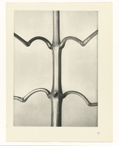 研究を計画する Archetypes of Art (シリーズタイトル) 作： Karl Blossfeldt