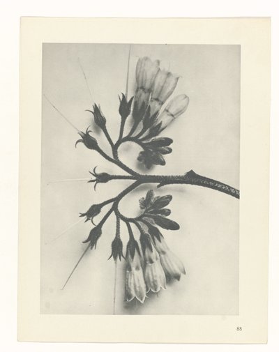 研究を計画する Archetypes of Art (シリーズタイトル) 作： Karl Blossfeldt