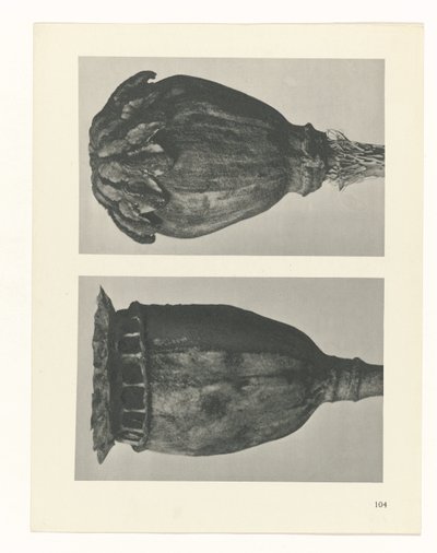 研究を計画する Archetypes of Art (シリーズタイトル) 作： Karl Blossfeldt