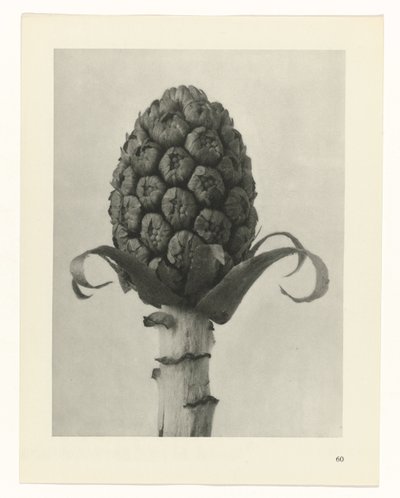 研究を計画する Archetypes of Art (シリーズタイトル) 作： Karl Blossfeldt
