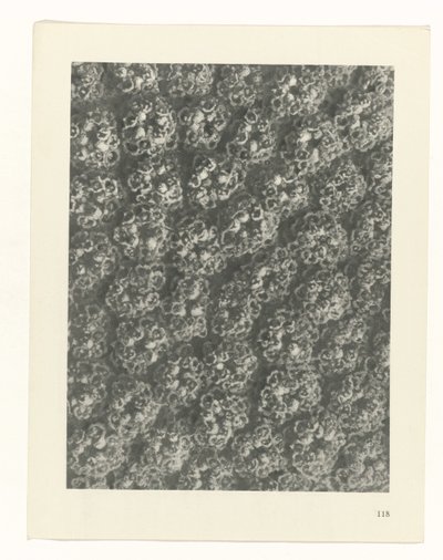 研究を計画する Archetypes of Art (シリーズタイトル) 作： Karl Blossfeldt